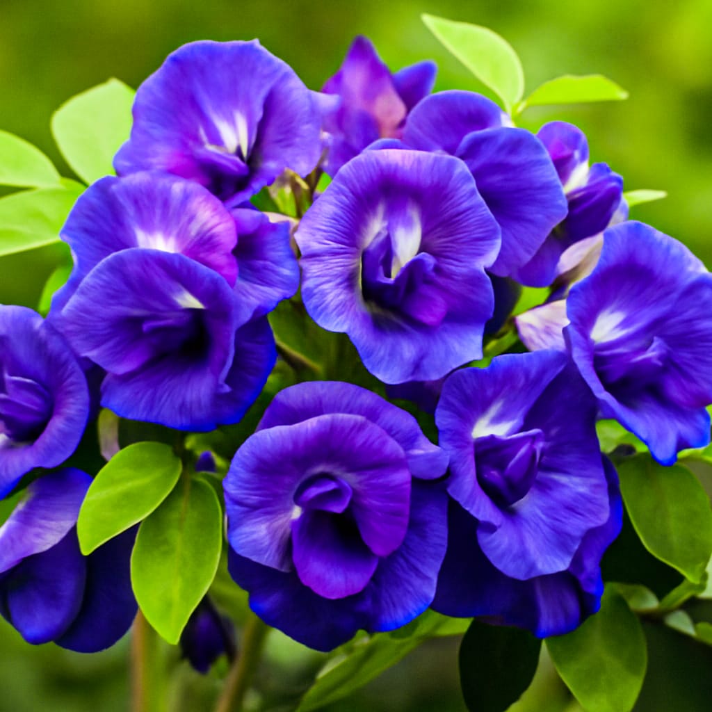 BUTTERFLY PEA FLOWERS TEA